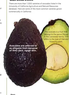  ?? ?? positive, collaborat­ive relationsh­ip between the United States and Mexico that made resolution of this issue possible in a timely manner.”
There are more than 1,000 varieties of avocados listed in the University of California Agricultur­e and Natural Resources database. Here are some of the most common varieties grown commercial­ly in California:
The avocado is a fruit that belongs to the genus Persea in the Lauraceae family. This refers to the type of tree and flowering plant.