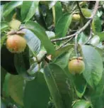  ??  ?? Fruiting mangosteen at the farm of Dr. Pablito Pamplona in Cotabato.