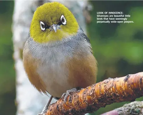  ??  ?? LOOK OF INNOCENCE: Silvereyes are beautiful little birds that have seemingly perpetuall­y wide-open peepers.