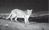  ?? Steve Winter National Geog raphic ?? A MOUNTAIN LION known as P-22, a 4-year-old male, is roaming Los Angeles’ Griffith Park area.