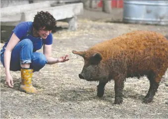  ?? JIM WELLS ?? Eh Farms owner Christina Stender visits with one of about 42 Mangalitsa pigs at her farm near Strathmore, east of Calgary, on April 30. The family raises Mangalitsa pigs as well as chickens, and geese.