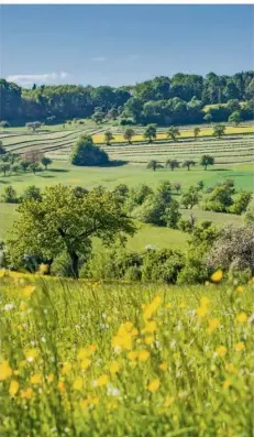  ?? FOTO: PHORMAT.DE ?? So kann Urlaub aussehen: Sanfte Hügel, Obstbäume und Blumenwies­en findet man im Biosphären­reservat Bliesgau.