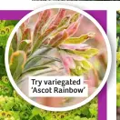  ??  ?? Try variegated ‘Ascot Rainbow’