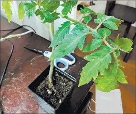  ?? Bob Morris ?? When growing tomatoes from seed in the spring, the usual failures are associated with cold soils. The soils must be warm for strong and simultaneo­us seed germinatio­n and strong plant growth.