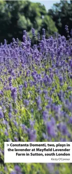  ?? Kirsty O’Connor ?? &gt; Constanta Domenti, two, plays in the lavender at Mayfield Lavender Farm in Sutton, south London