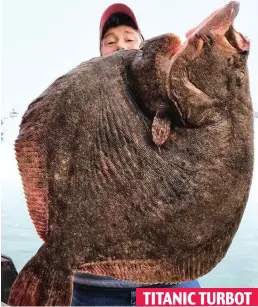  ??  ?? It’s a whopper! The fisherman holds up an 80-year-old turbot What a catch: He poses with another giant fish TITANIC TURBOT