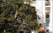  ?? PHOTOS BY ANDREW HARNIK / AP ?? A portion of a famed magnolia tree on the south grounds of the White House (shown Tuesday) was trimmed Wednesday. President Andrew Jackson planted the tree in 1835, according to historians.