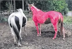  ?? PHOTO SUBMITTED TO CANADIAN PRESS BY CINDY RODDICK ?? Pictures of Rosy, a white-and-brown mare mistakenly painted neon pink by a teen in the British Columbia Interior, are providing some welcome levity to residents dealing with wildfires.