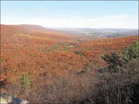  ??  ?? A record 489 bald eagles were recorded at Hawk Mountain this year.