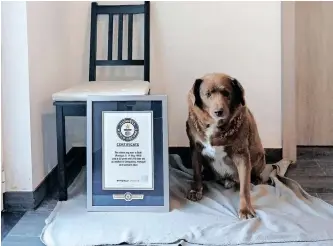  ?? ?? BOBI, a Rafeiro do Alentejo, was born on his family’s farm in Conqueiros, Portugal, on May 11, 1992. Guinness World Records says he is not only the oldest dog, but also the oldest to have ever lived. | Guinness World Records