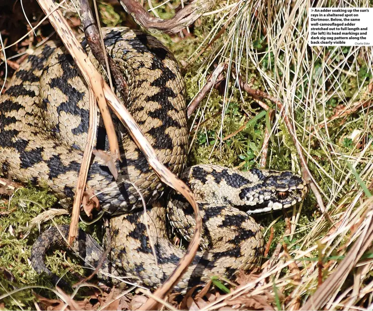  ?? Charlie Elder ?? > An adder soaking up the sun’s rays in a sheltered spot on Dartmoor. Below, the same well-camouflage­d adder stretched out to full length and (far left) its head markings and dark zig-zag pattern along the back clearly visible