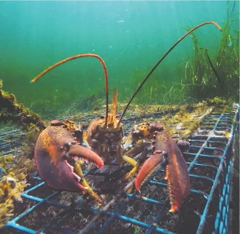  ?? ROBERT F. BUKATY / THE ASSOCIATED PRESS FILES ?? Putting American lobsters into waters off England in a Buddhist ritual of fangsheng cost organizers more than $60,000 for releasing
an exotic species, in contravent­ion of the country’s Wildlife and Countrysid­e Act.