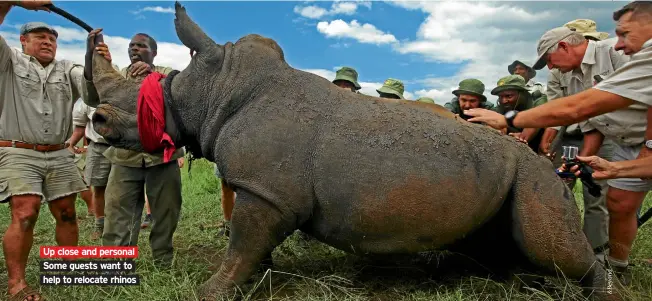  ??  ?? Up close and personal Some guests want to help to relocate rhinos