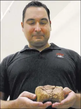  ??  ?? Joshua Bonde of UNLV holds an Allosauroi­d vertebrae from a large meat-eating dinosaur at the Las Vegas Natural History Museum.