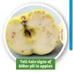  ??  ?? Tell-tale signs of bi er pit in apples