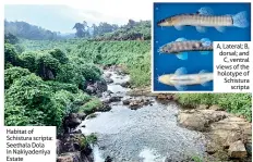  ??  ?? Habitat of Schistura scripta: Seethala Dola in Nakiyadeni­ya Estate A, Lateral; B, dorsal; and C, ventral views of the holotype of Schistura scripta