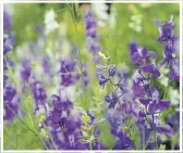  ??  ?? Larkspur grows at Doon Heritage Village.