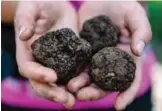  ??  ?? Truffle hunter Evgjeni Pano shows truffles (tuber aestivum) in the countrysid­e of Peshtan near the city of Fier.