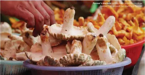  ??  ?? Farmer's markets selling fresh mushrooms draw foodies from around the country to Yunnan