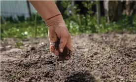  ??  ?? “To allow people to essentiall­y become part of the soil quickly that will turn into a tree or something, I just think there’s a lovely poetry about that,” said Senator Jamie Pederson, who introduced the bill that would legalize human composting in Washington. Photograph: Getty Images