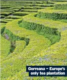  ?? ?? Gorreana – Europe’s only tea plantation