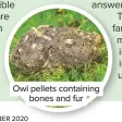  ??  ?? Owl pellets containing bones and fur