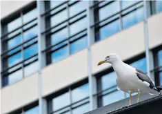  ??  ?? Large numbers of gulls have recently been spotted in urban areas, particular­ly London