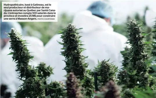  ??  ?? Hydropothi­caire, basé à Gatineau, est le seul producteur et distribute­ur de marijuana autorisé au Québec par Santé Canada. L’entreprise compte 100 salariés dans la province et investira 25 M$ pour construire une serre à Masson-Angers.