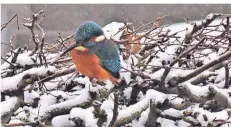  ?? RP-FOTO: DOMINIK SCHNEIDER ?? Wer einen Eisvogel – wie hier im Hofgarten – entdeckt, sieht diesen meistens auf einem Ast sitzend und auf Beute wartend.