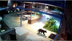  ?? SUBMITTED PHOTO ?? A black bear roams in West Goshen. Police have received several calls of black bear sightings in West Goshen Township over the weekend.