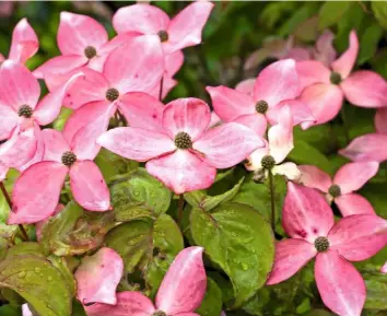  ??  ?? C. kousa ‘Miss Satomi’ has large pink bracts poised along its branches. They become more intense in colour by the end of the summer.