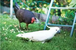  ??  ?? Similar to the brush turkey, sulphur-crested cockatoos have readily adapted to the suburbs and are often regarded as pests, damaging seedlings and trimming their beaks on garden furniture and cladding.