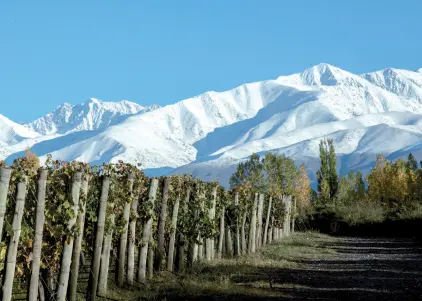  ??  ?? Una postal de Adrianna Vineyards, un viñedo considerad­o único por su ubicación, altura y microclima