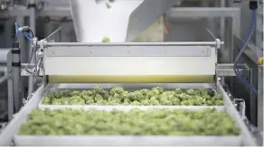  ?? DAX MELMER ?? Weed is processed at Aphria’s facility in Leamington, Ont. Green Growth believes a merger with Aphria will benefit both firms.