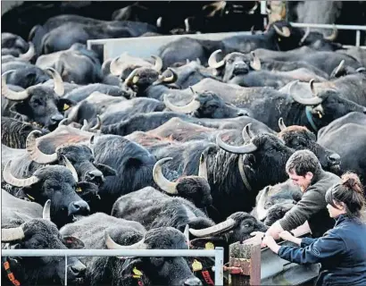  ?? ADRIAN DENNIS / AFP ?? Esta granja de búfalas en Hampshire (Inglaterra) no sobrevivir­á a un Brexit duro: menos mozzarella