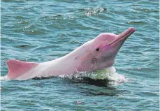  ?? FOTO: AFP ?? In die Flüsse eingeleite­tes Quecksilbe­r vom Goldabbau bedroht die rosa Flussdelfi­ne massiv.