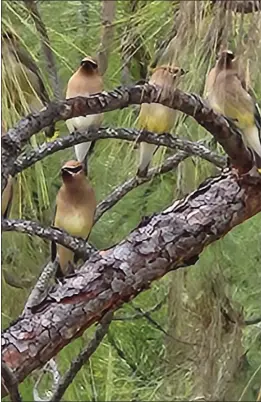  ?? CONTRIBUTE­D ?? Pictured are Cedar Waxwings. These birds are hanging out at Lake Mendocino right now. See, you never know what you will see while you are on the water bass fishing. The Cedar Waxwing is a medium-sized, sleek bird with a large head, short neck, and short, wide bill. Waxwings have a crest that often lies flat and droops over the back of the head. The wings are broad and pointed, like a starling’s. The tail is fairly short and square-tipped. Cedar Waxwings are social birds that you’re likely to see in flocks yearround. They sit in fruiting trees swallowing berries whole, or pluck them in mid-air with a brief fluttering hover. They also course over water for insects, flying like tubby, slightly clumsy swallows.