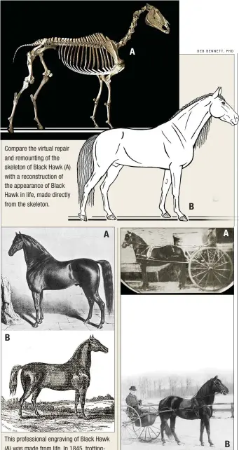  ??  ?? Compare the virtual repair and remounting of the skeleton of Black Hawk (A) with a reconstruc­tion of the appearance of Black Hawk in life, made directly from the skeleton. B A A B A B