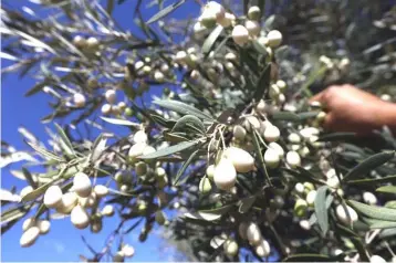  ?? — AFP photo ?? A rare white olive tree, originatin­g from Tuscany in northern Italy and known as olea leucocarpa, which grows fruits that keep their light colour even when ripe, is seen in the Libyan town of Tarhuna (80 kms) south of Tripoli.