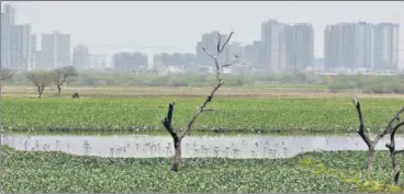  ??  ?? The lake is located in a natural depression in southwest Delhi, close to the Gurugram-rajokri border on NH-48.