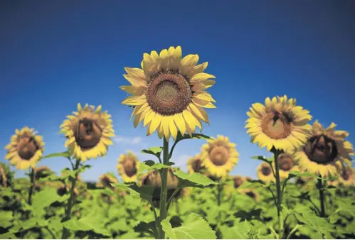  ?? //// Luis Robayo/AFP/Getty Images ?? Dass sie der Sonne folgen, sieht man mit bloßem Auge. Aber wie tun sie es?