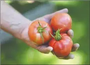  ??  ?? Thomas shows off a handful of just-picked tomatoes in Janesville, Wis. Thomas believes so strongly in the power of fresh vegetables he’s willing to provide the dirt and seeds to get them started. Since 2013, his nonprofit group Cornerston­e of Hope has given away more than 1,000 raised beds, seeds and soil.
(The Janesville Gazette /Anthony Wahl)