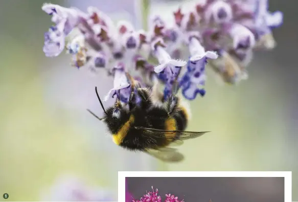  ??  ?? 1
1 Catmint is one of the best all-round garden plants for bees, including white-tailed bumblebees
2 A large, day-flying hummingbir­d hawkmoth uses its long proboscis to feed from valerian flowers