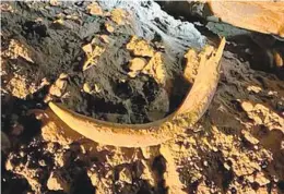  ?? NORTH DAKOTA DEPARTMENT OF MINERAL RESOURCES ?? A 7-foot-long, 120-pound mammoth tusk was discovered by a sharp-eyed bulldozer operator in May at Freedom Mine in Beulah, N.D.