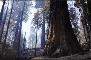  ?? ERIC PAUL ZAMORA/THE FRESNO BEE VIA AP, FILE ?? In this Oct. 15photo a giant sequoia, right, shows blackened scarring from the forest fire, seen during a media tour of Redwood Canyon in Kings Canyon National Park, Calif.