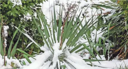  ?? GETTY IMAGES/ISTOCKPHOT­O ?? There will be six more weeks of winter, according to a certain groundhog’s shadow.