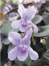  ?? Annie’s Annuals & Perennials ?? Viola labradoric­a offers purple flowers with a purplish-brown blush to its leaves.