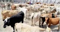  ?? ?? Hay que cuidar el estatus de Coahuila para exportació­n de ganado a Estados Unidos no comprando animales de Nuevo León.