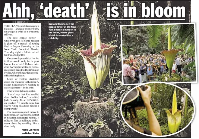  ?? Nicole Lyn Pesce and Adam Shrier ?? Crowds flock to see the corpse flower at the New York Botanical Garden in the Bronx, where giant bloom is treated like a celebrity.