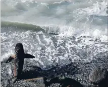  ?? Photo: FAIRFAX NZ ?? Swim time: A seal lurches into the water on the South Canterbury coast. Most of the rise in ocean temperatur­e has occurred in the past two decades.